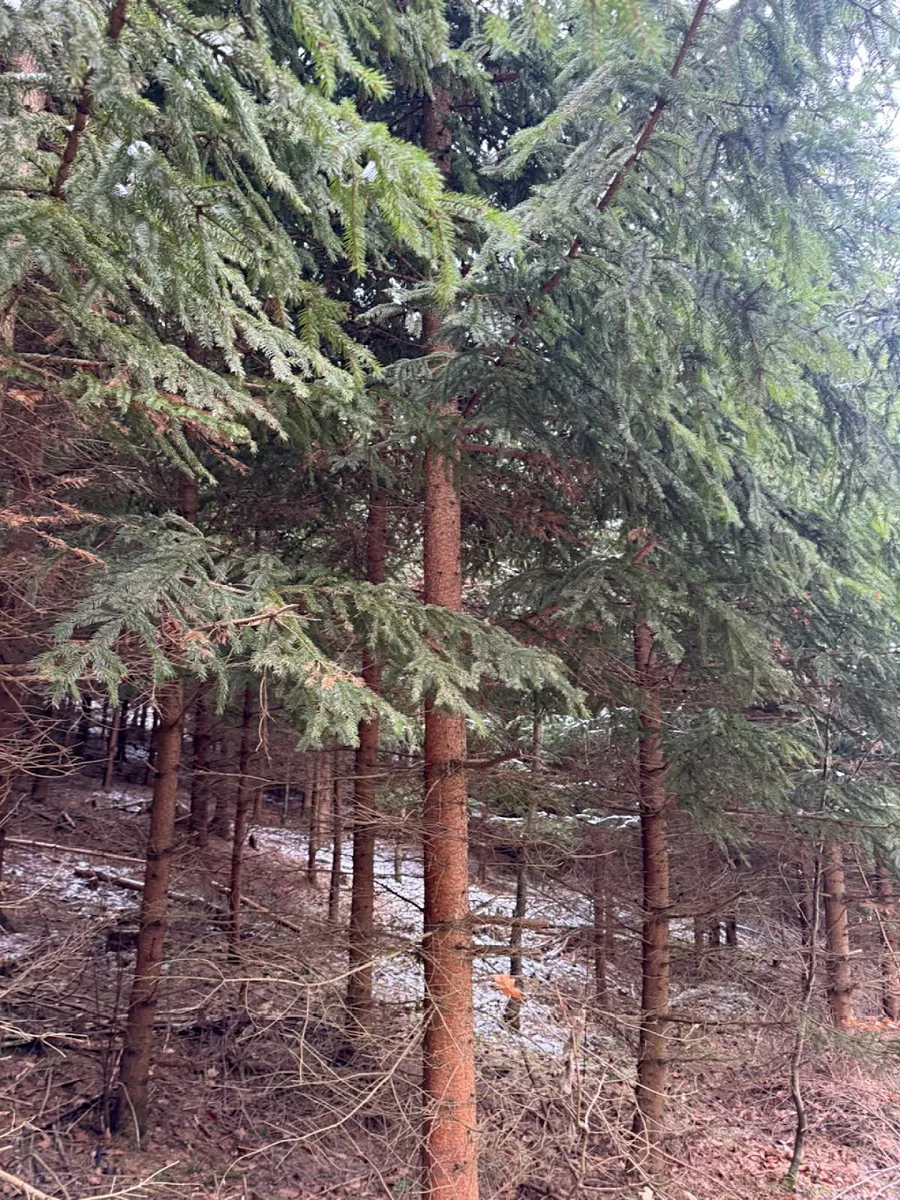 Prodej lesa 18019 m²